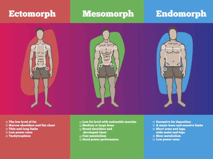 Endomorph Body Type Workout Endomorph Endomorph Body Type