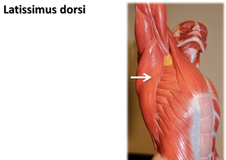Latissimus Dorsi Muscle